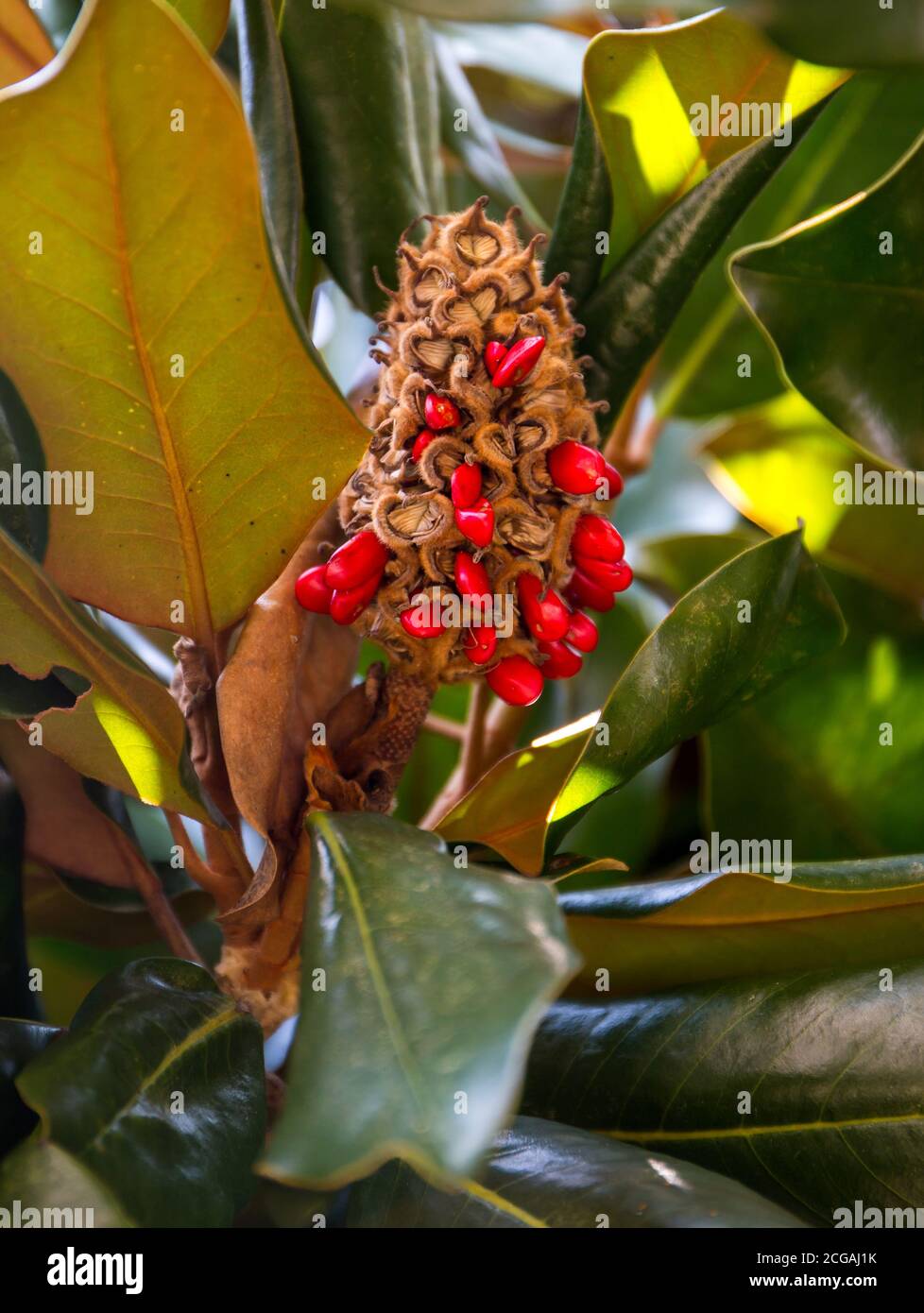 Closeup of a ripe magnolia tree seed pod ready to drop its red seeds Stock Photo Alamy