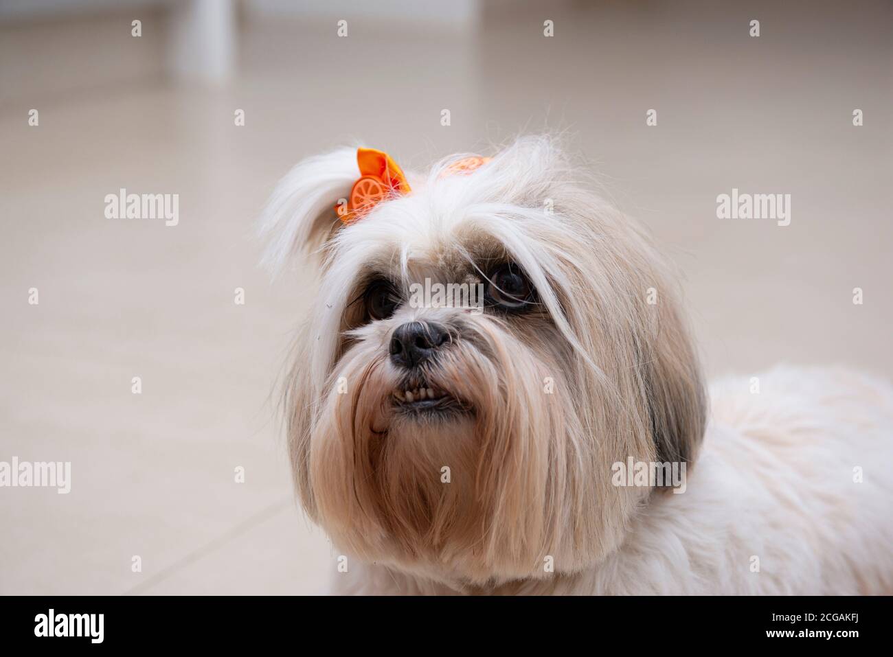 Close up of lhasa apso dog with orange bow. small domestic animal. Stock Photo