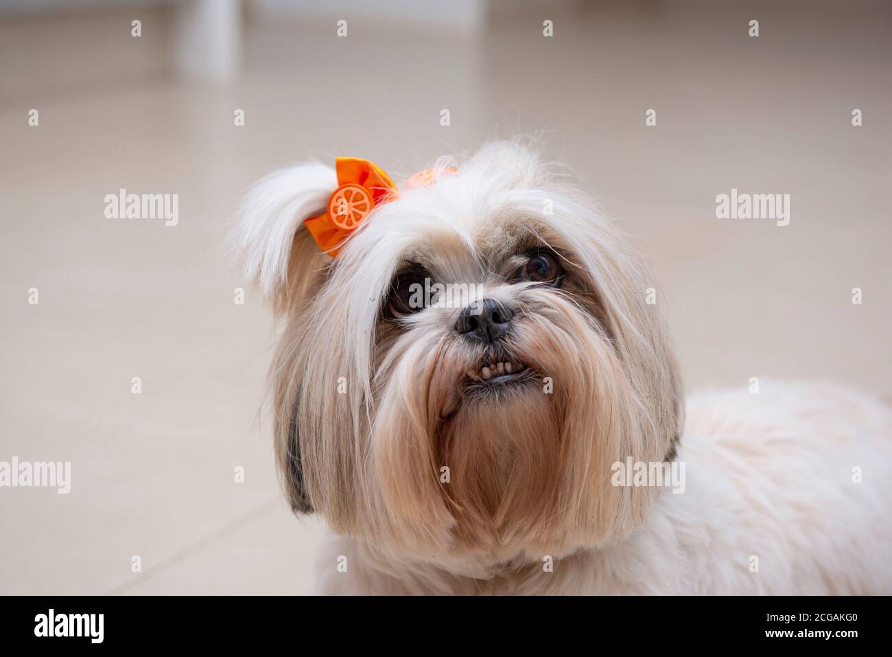 Close up of lhasa apso dog with orange bow. small domestic animal. Stock Photo