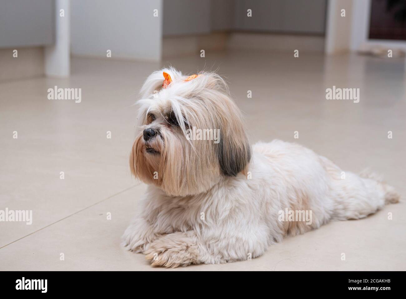 Lhasa apso lying on the floor relaxing with orange bow. small domestic animal. man's best friend. Pet concept. Stock Photo