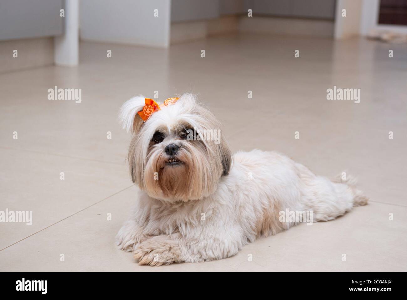 Lhasa apso lying on the floor relaxing with orange bow. small domestic animal. man's best friend. Pet concept. Stock Photo