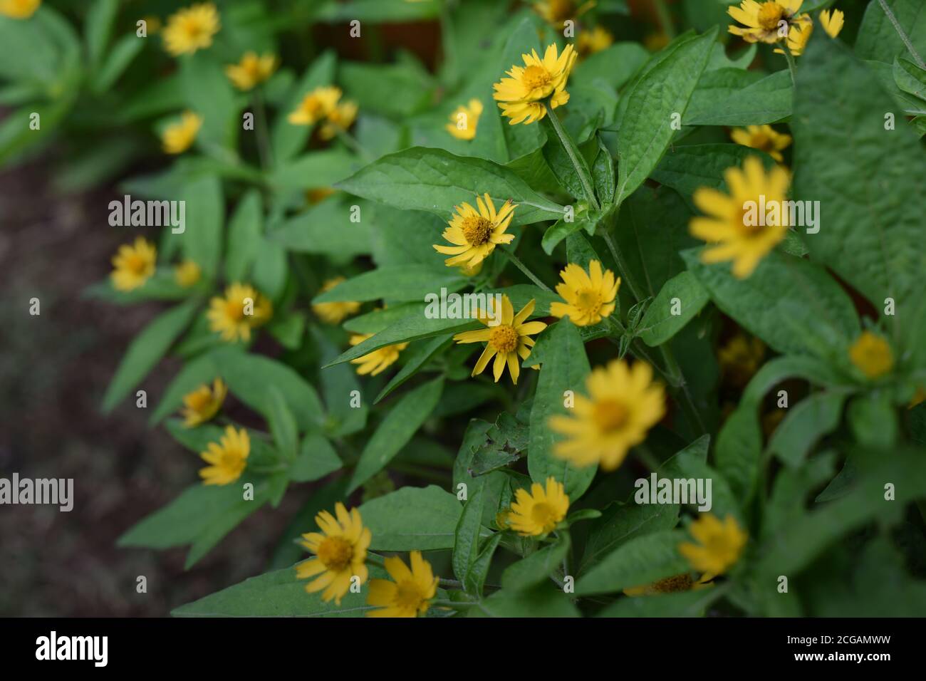 Sunflower-liked, but smaller, flowers which are indeed locally called 'little sunflowers', as seen on Pacet district, Cianjur, West Java, Indonesia. Stock Photo