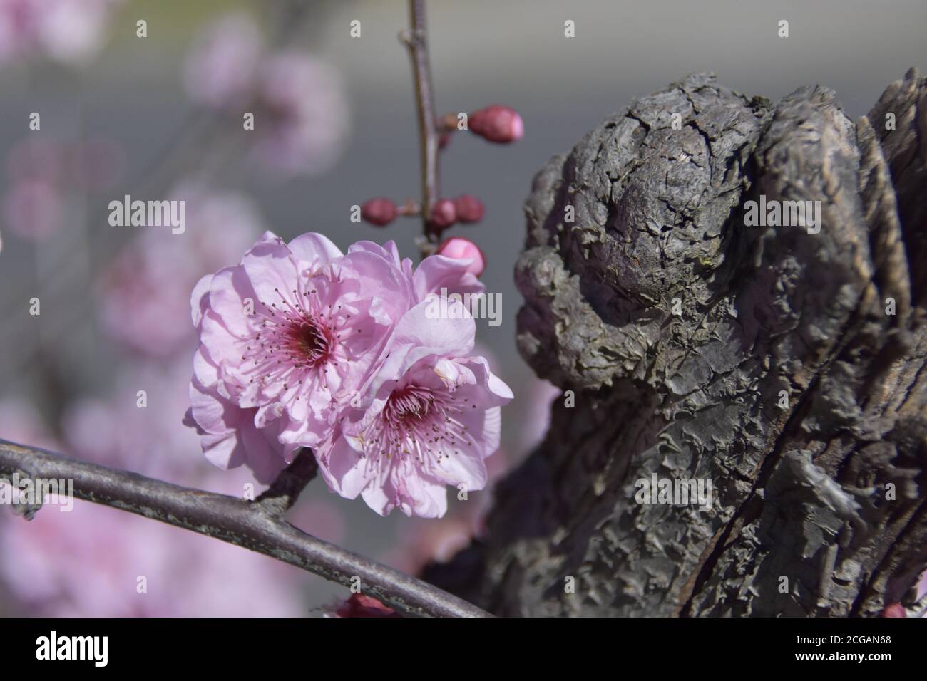 Pink Cherry Blossom Stock Photo