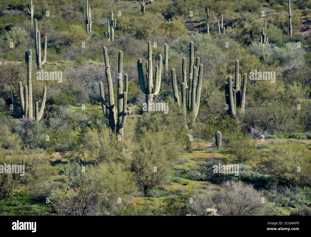 Arizona desert landscape with Saguaro Cactus Stock Photo - Alamy