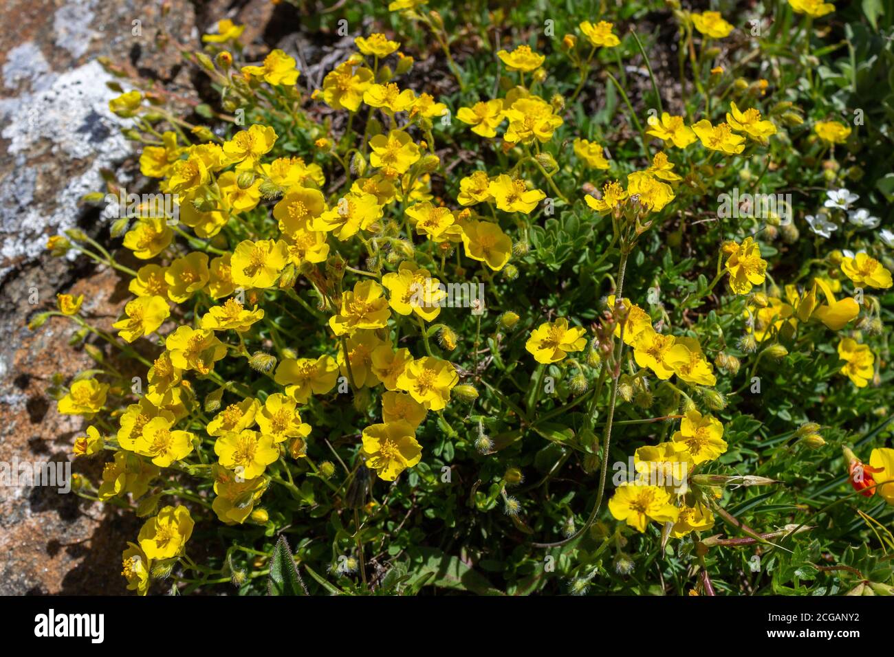 Alpine wild flower Helianthemum Alpestre (hoary rockrose). Aosta valley, Cogne, Italy. Photo taken at an altitude of 2200 meters. Stock Photo