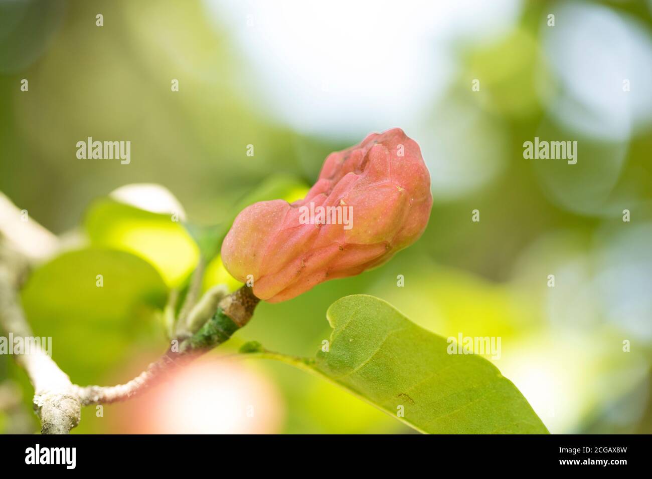 Fruit ripening on a cucumbertree (Magnolia acuminata), also known as cucumber magnolia or blue magnolia, in the fall in Acton, Massachusetts, USA. Stock Photo