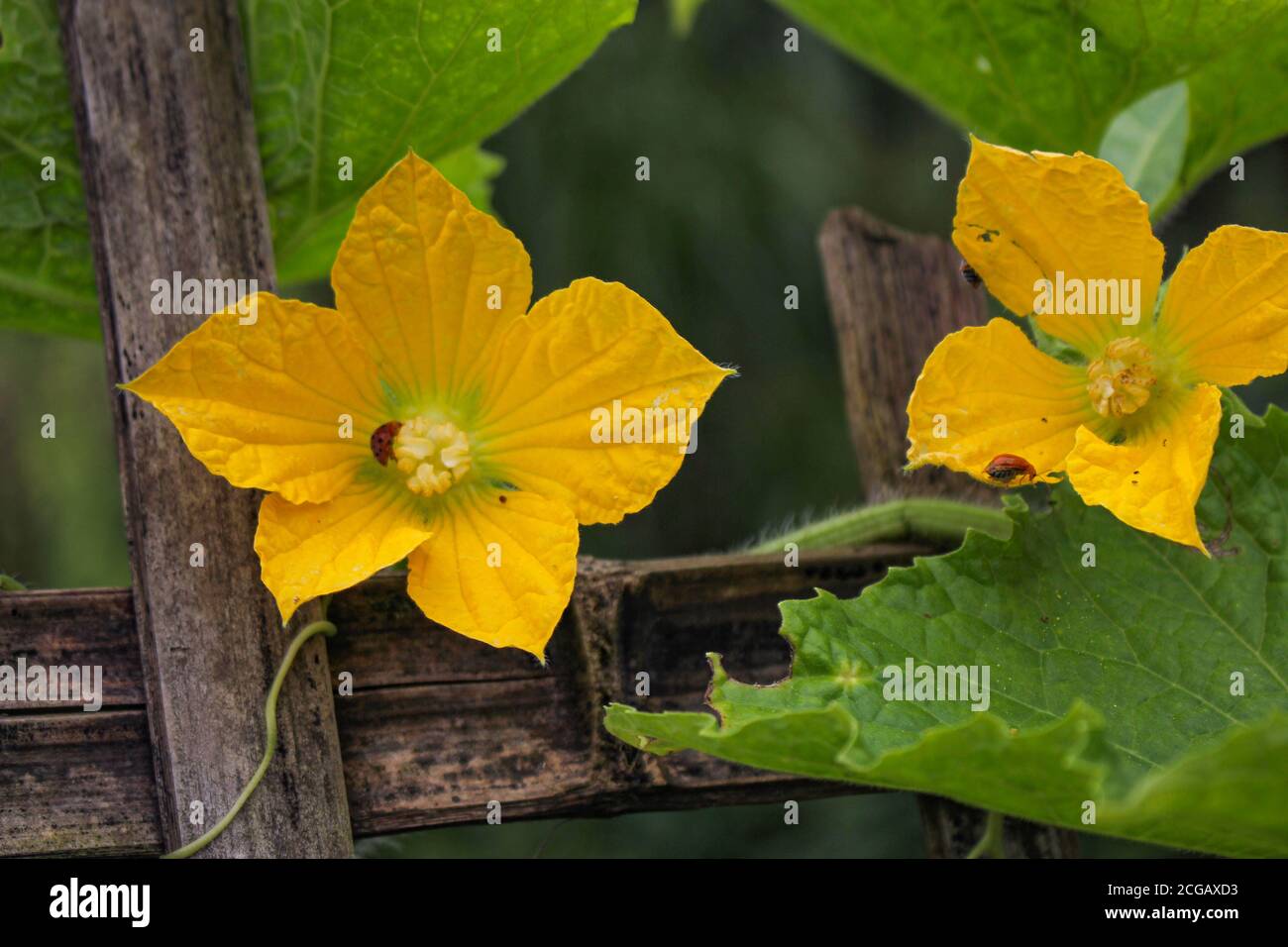 Cucumber flower and leaf in garden,growing farming image Stock Photo