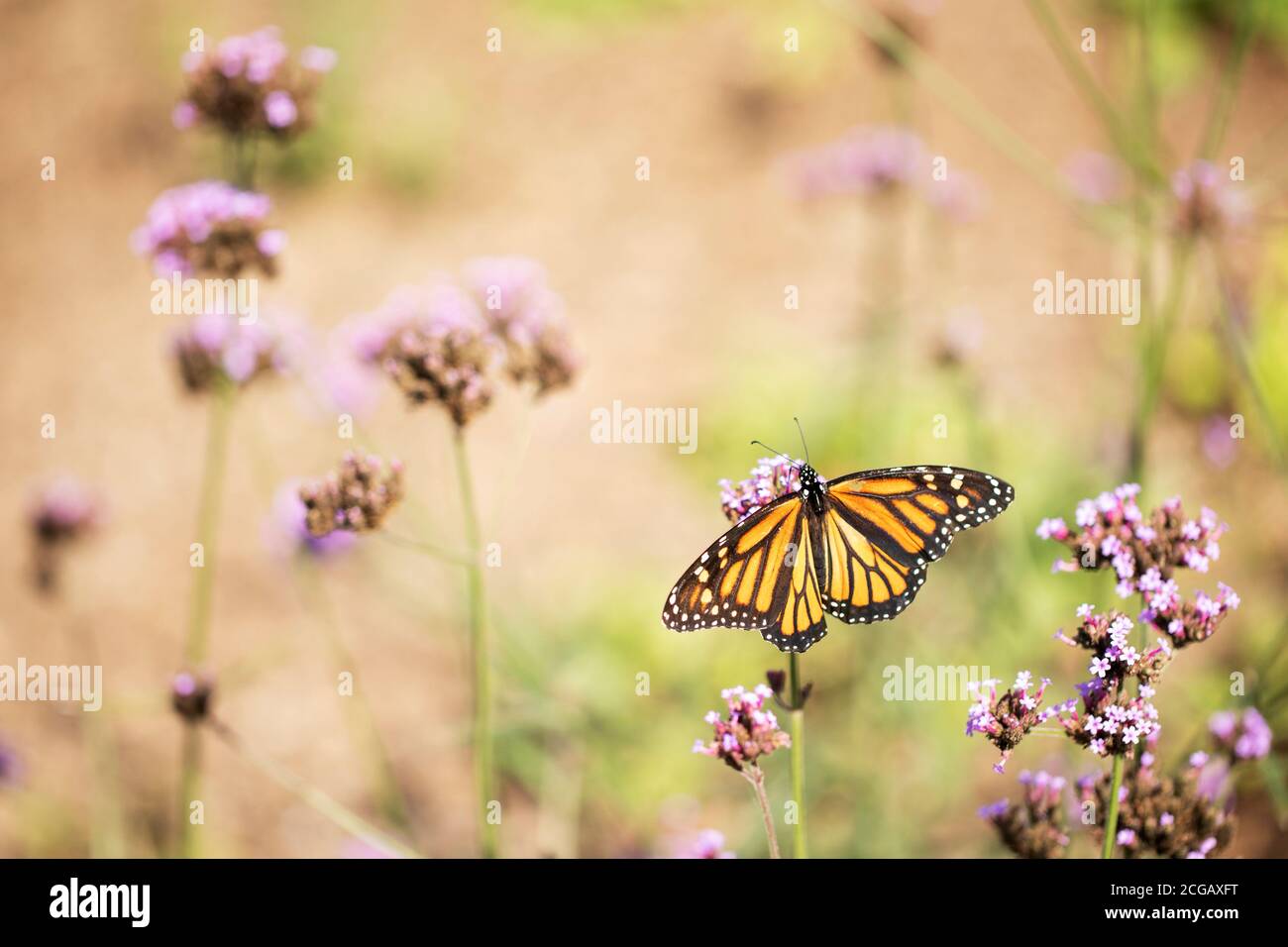 A monarch (Danaus plexippus) butterfly (subfamily Danainae) in the family Nymphalidae on a Verbena bonariensis (purpletop vervain or tall verbena). Stock Photo