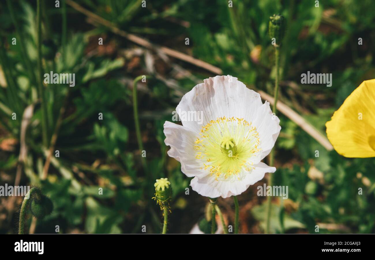 Opium Poppy Flower Bed High Resolution Stock Photography and Images - Alamy