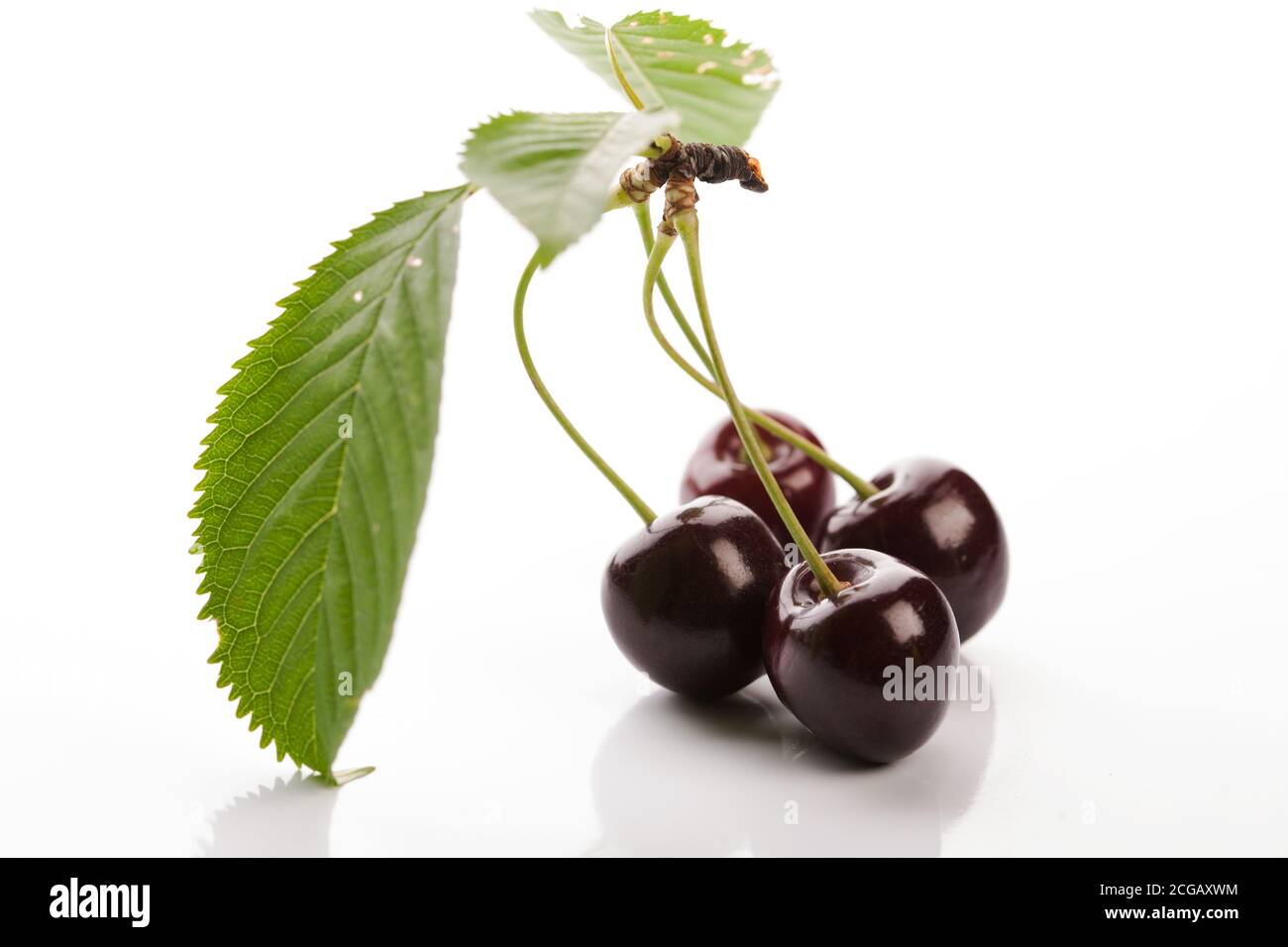 Raindrops on fresh cherries on white background. Wild gean in detali. Stock Photo
