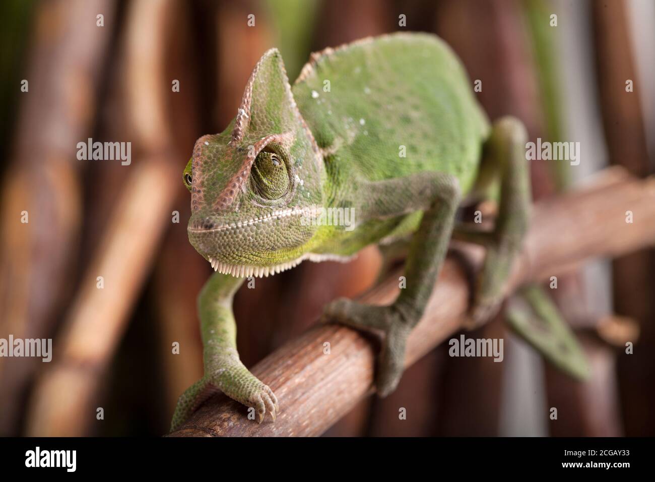 Closeup of green chameleon walking on bamboo stick. Natural environment in background. Stock Photo