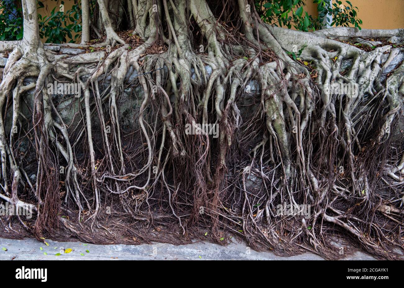 Banyan Tree Hong Kong High Resolution Stock Photography and Images - Alamy