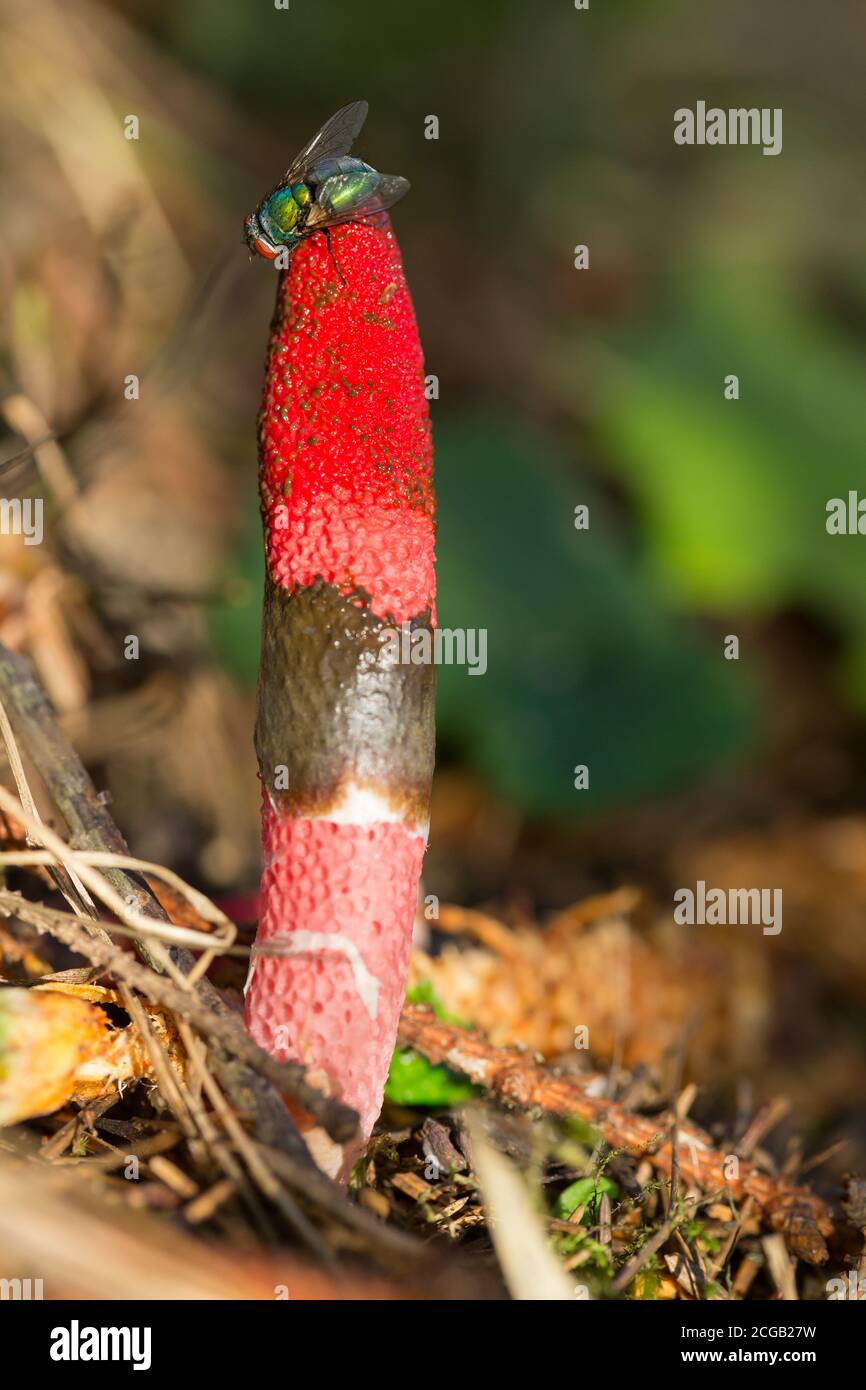 Stinkhorn mushroom (Mutinus ravenelii) Stock Photo