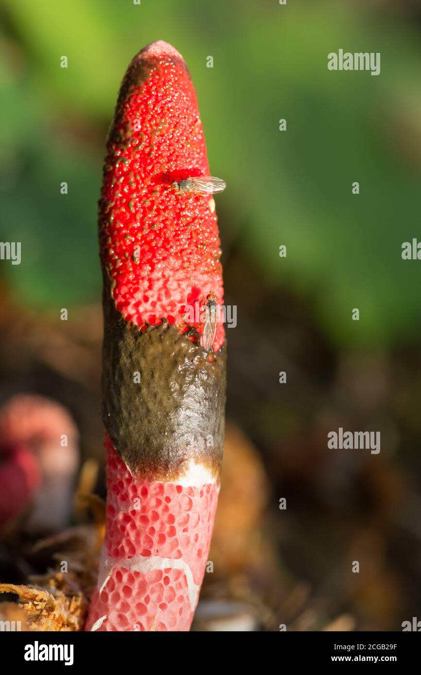 Stinkhorn mushroom (Mutinus ravenelii) Stock Photo