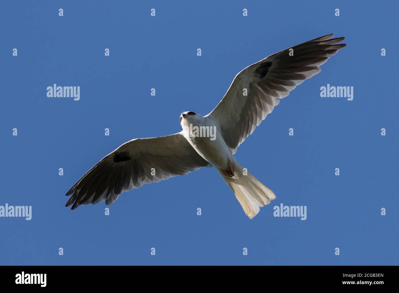 An adult white tailed kite, elanus leucurus, in flight. Stock Photo