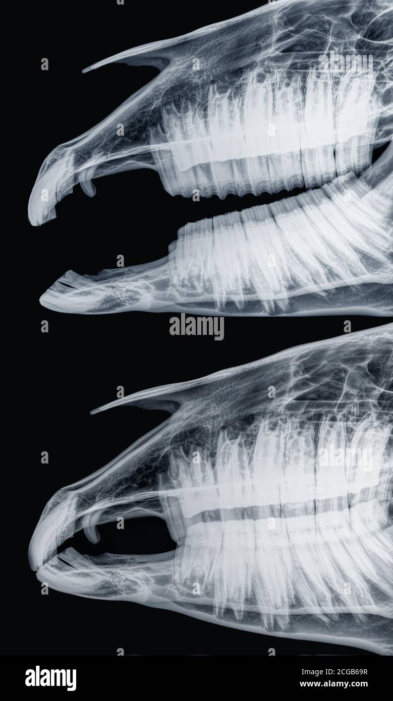 Horse Club Foot X Ray