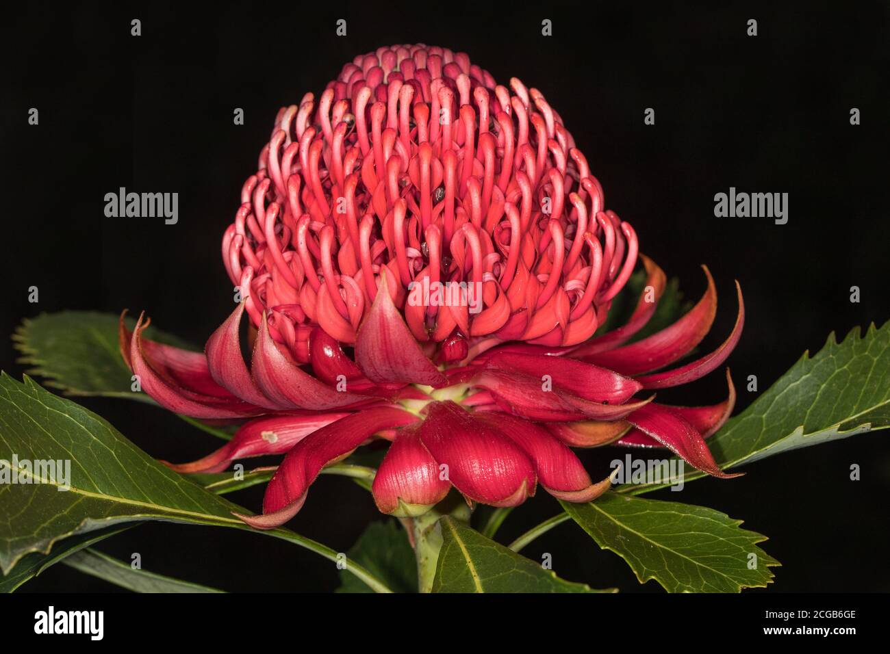 N.S.W. Waratah Plant is the state of New South Wales Australia floral