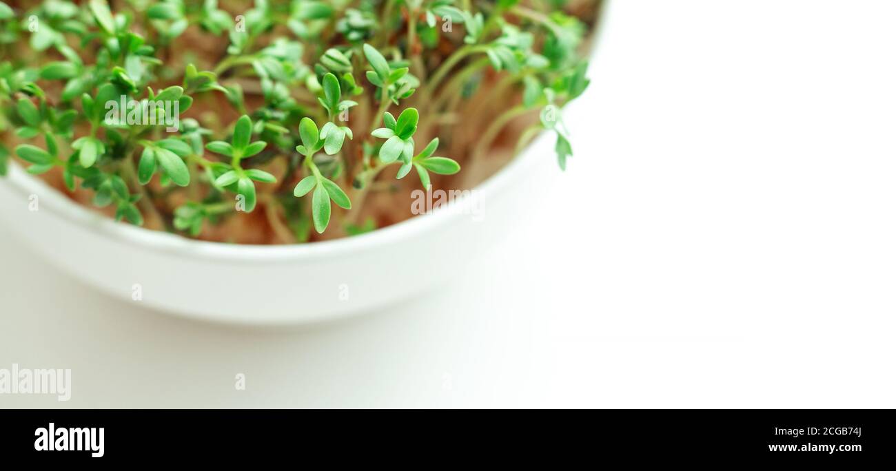 Watercress salad in bowl on white background. Microgreens growing. Healthy eating concept. Close-up - Image Stock Photo