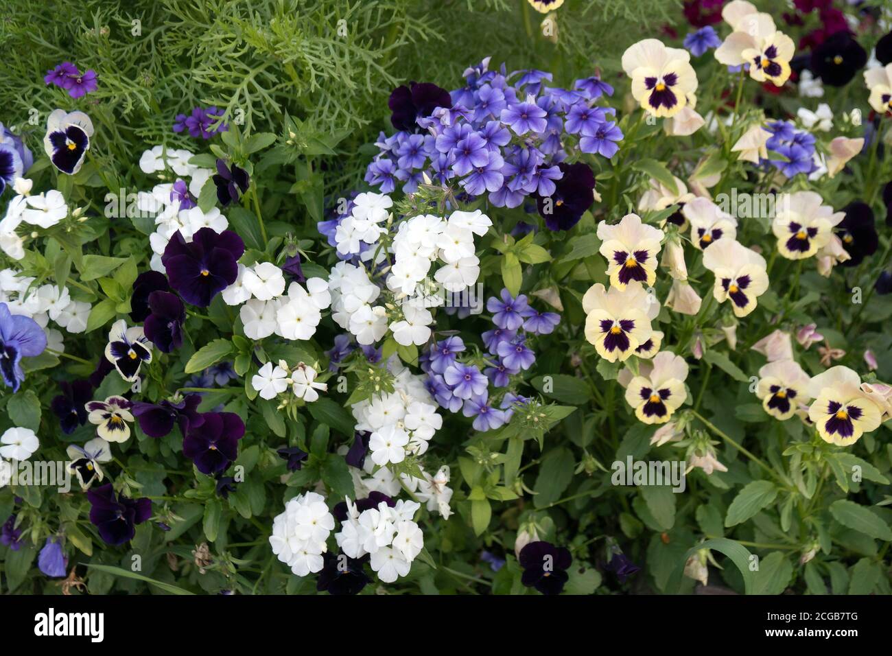 Drummond Phlox (lat. Phlox drummondii) and garden pansies (lat. Víola wittrockiana) bloom in summer in the flowerbed. Stock Photo