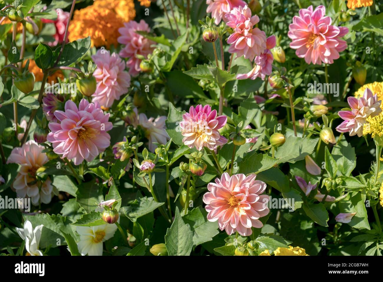 Top view of blooming dwarf purple dahlias on a sunny summer day. Stock Photo