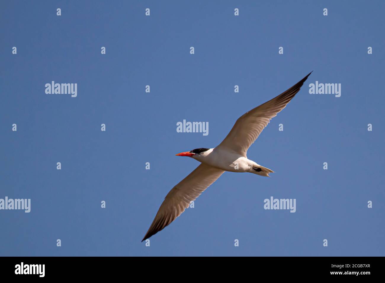 Close up, isolated image of a Caspian tern (Hydroprogne caspia) characterized by red bill, black legs and dark coloration at the tip of the wings and Stock Photo