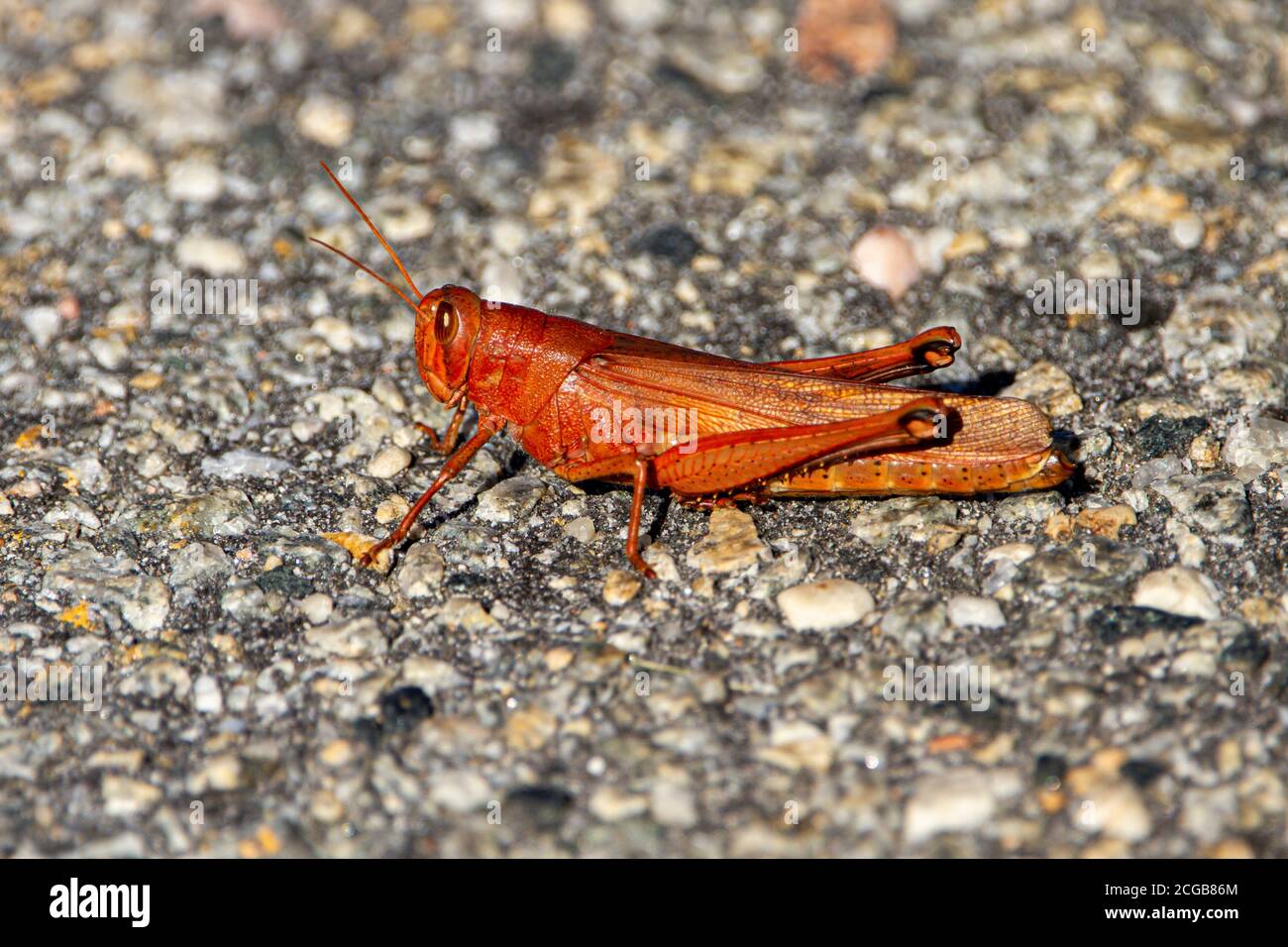 Close up macro lens image of a Carolina Locust (Dissosteira carolina) standing on stone ground. This vibrant red, orange large grasshopper is commonly Stock Photo