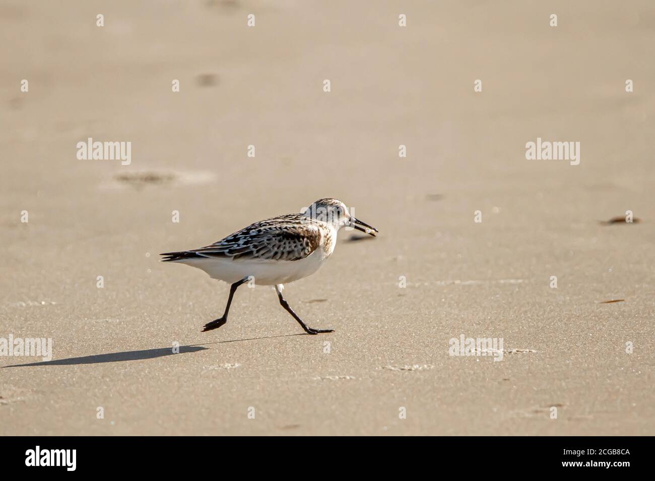 close up isolated image of a semipalmated sandpiper (Calidris pusilla) carrying an atlantic mole crab (emerita talpoida) in its mouth. They feed on sm Stock Photo