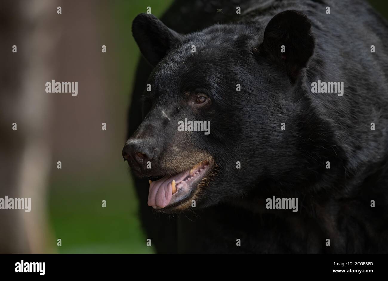 Black Bear Portrai Stock Photo