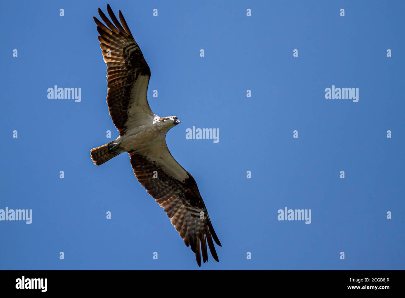 isolated overhead shot of an osprey  (sea hawk) (Pandion haliaetus) in flight against clear blue sky. Sunlight causes rim lighting on its feathers. Stock Photo