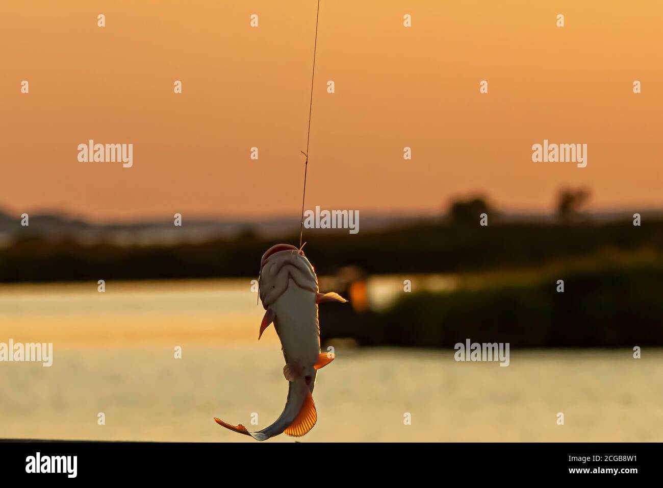 Fish on the line hi-res stock photography and images - Alamy