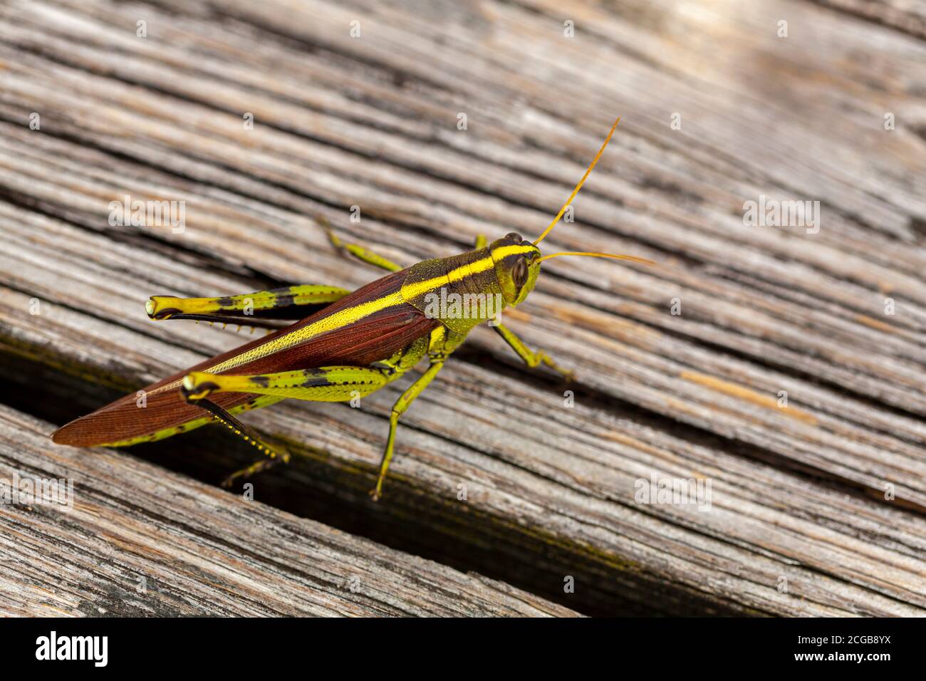 Close up image of an obscure bird grasshopper (Schistocerca obscura) on a wooden bench. This is a green insect with yellow back stripe, striped eyes, Stock Photo