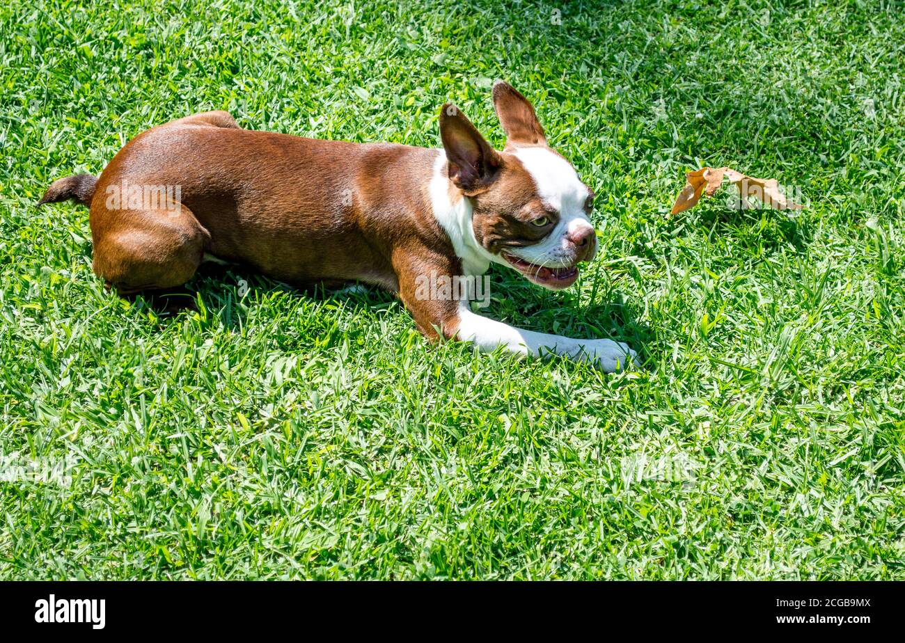 adorable brindle Boston terrier puppy playing with a leaf in a park on ...