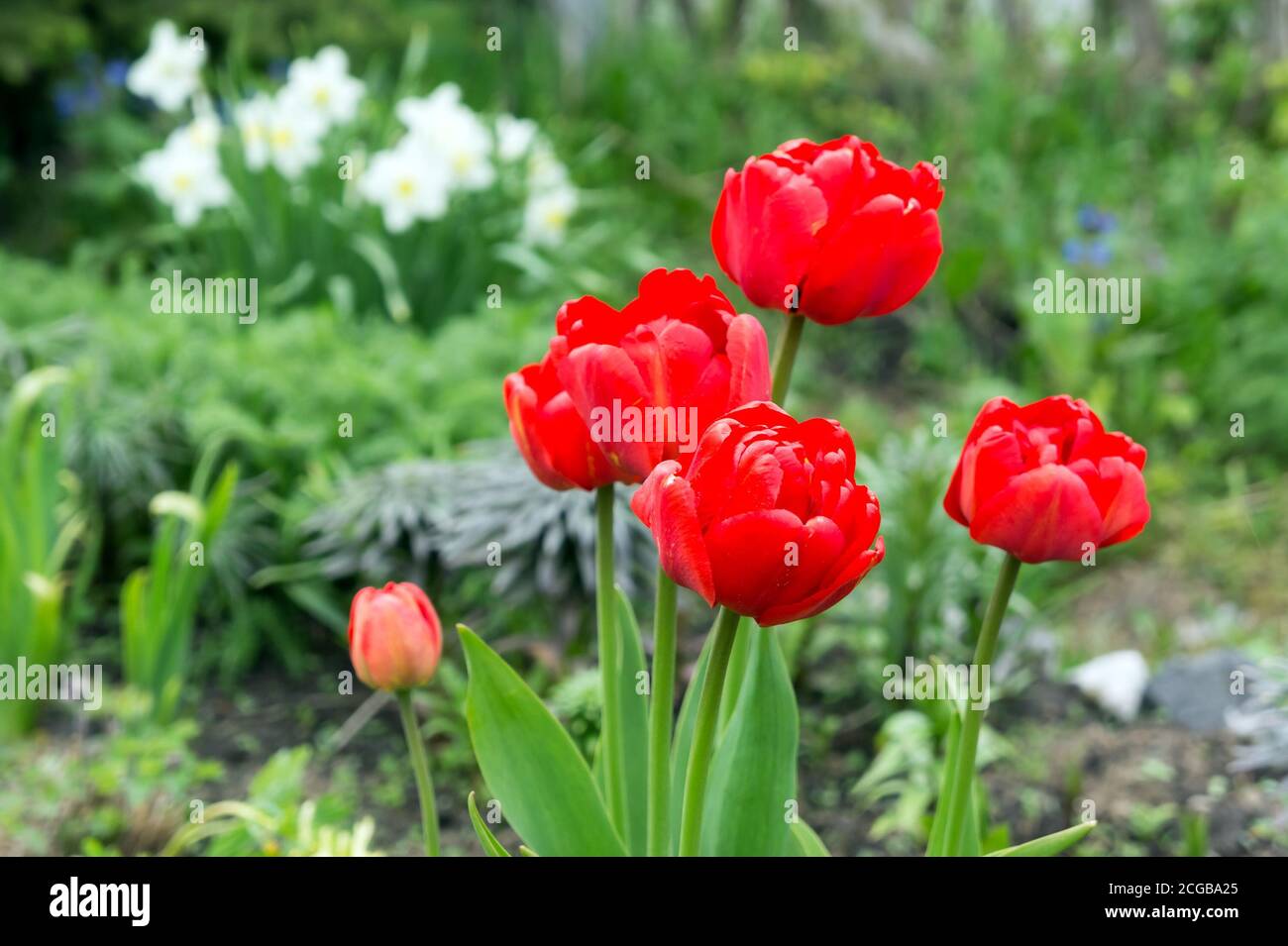 A group of red tulips in bloom in the spring garden on the background of white daffodils. Stock Photo