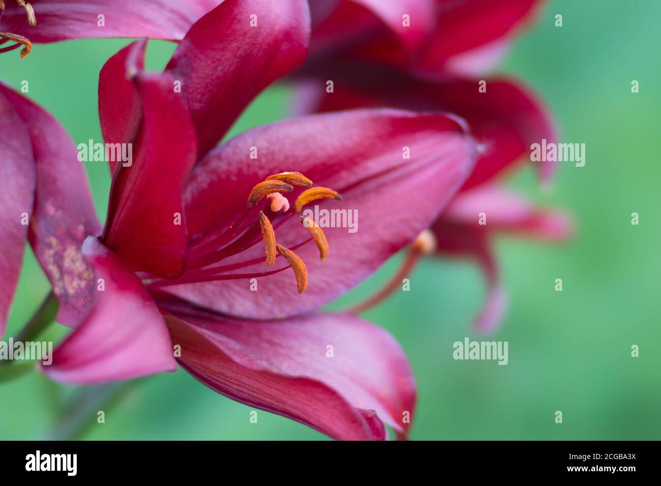Beautiful dark burgundy lily on a green background close-up Stock Photo