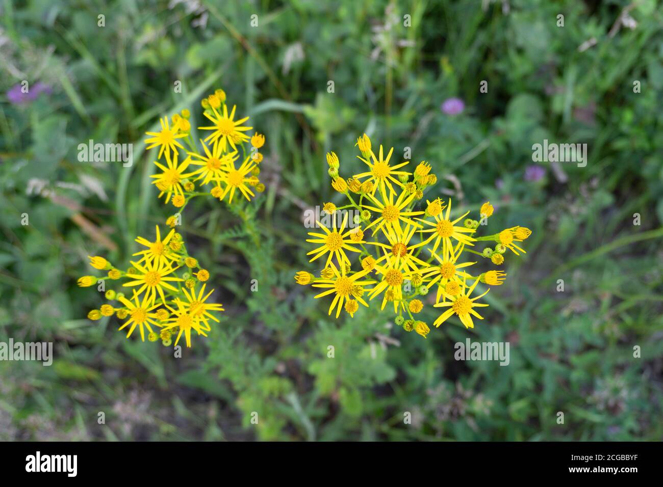 Photos of wildflowers hi-res stock photography and images - Alamy