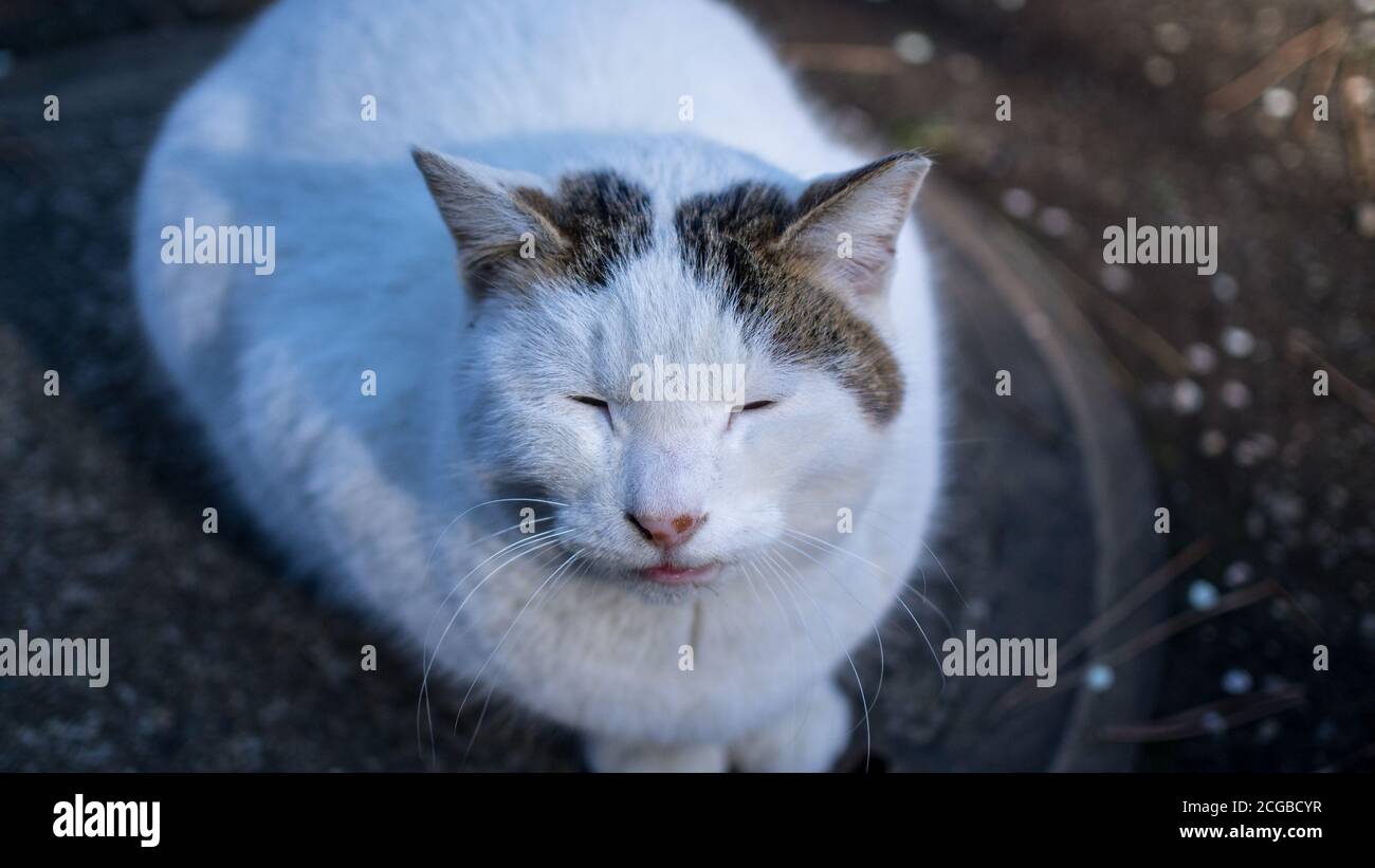 Sleepy white cat in Japan Stock Photo Alamy