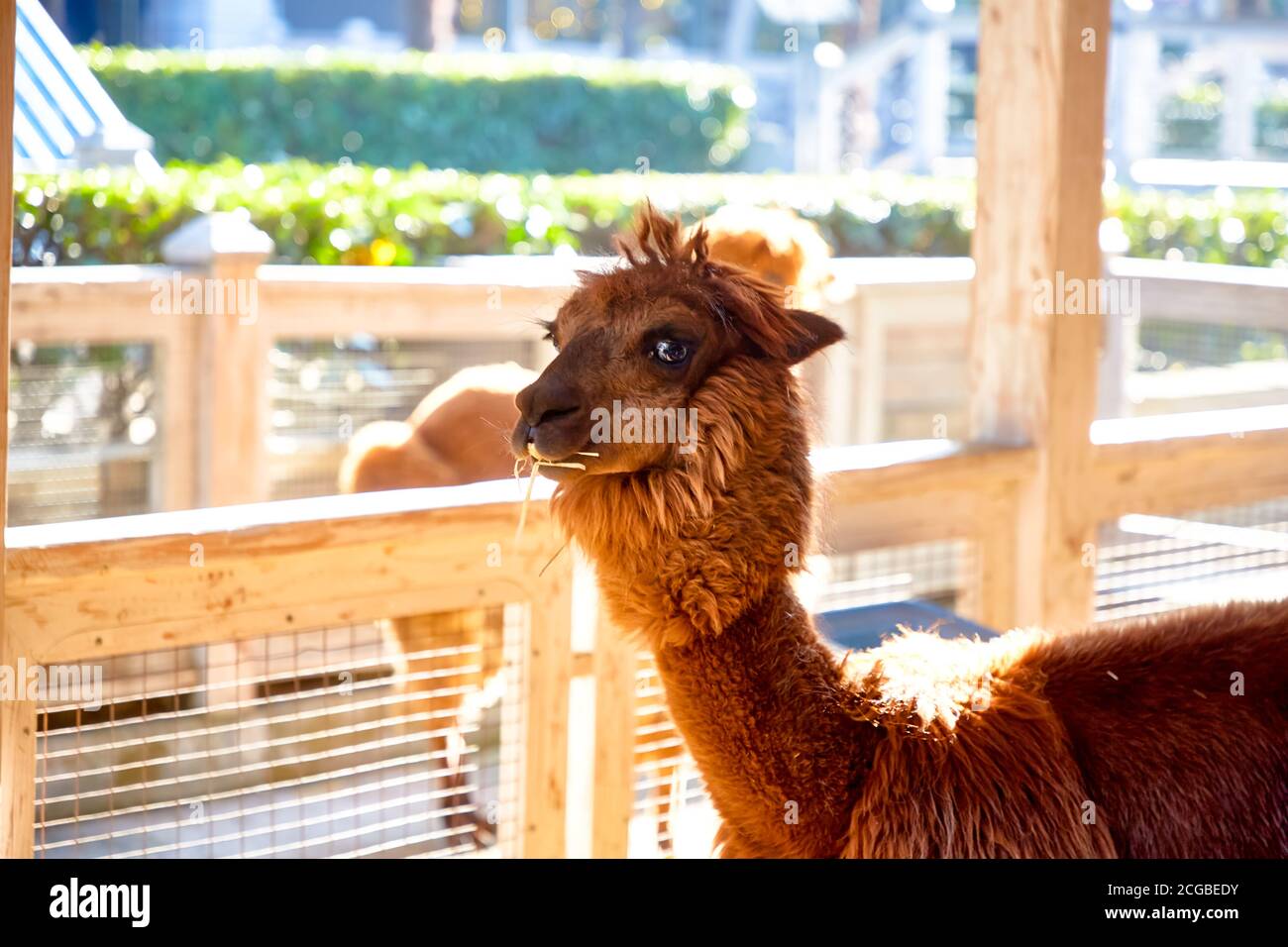 The animal llama chews the grass thoughtfully Stock Photo