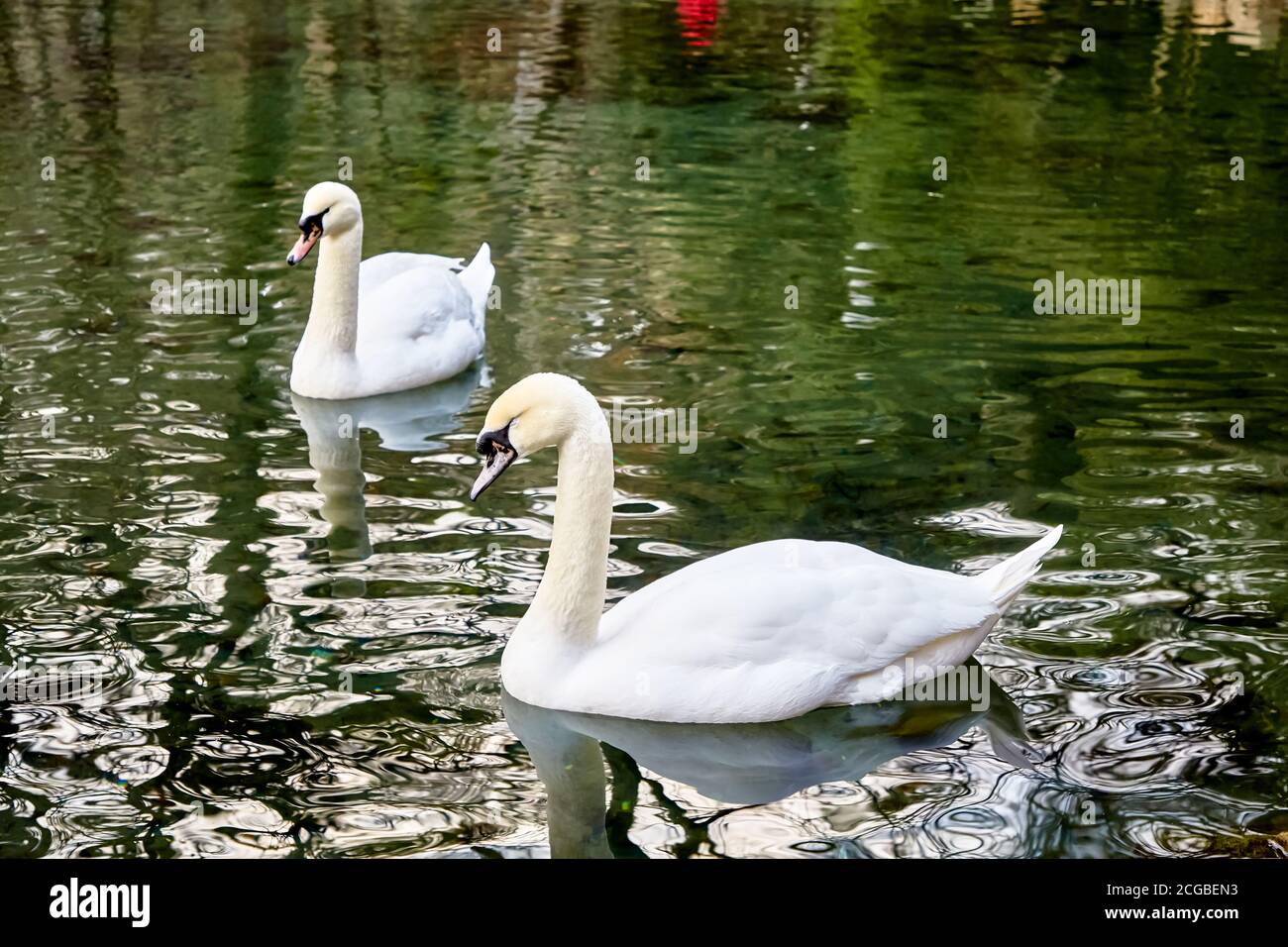 White swans swim in a pond with green water Stock Photo