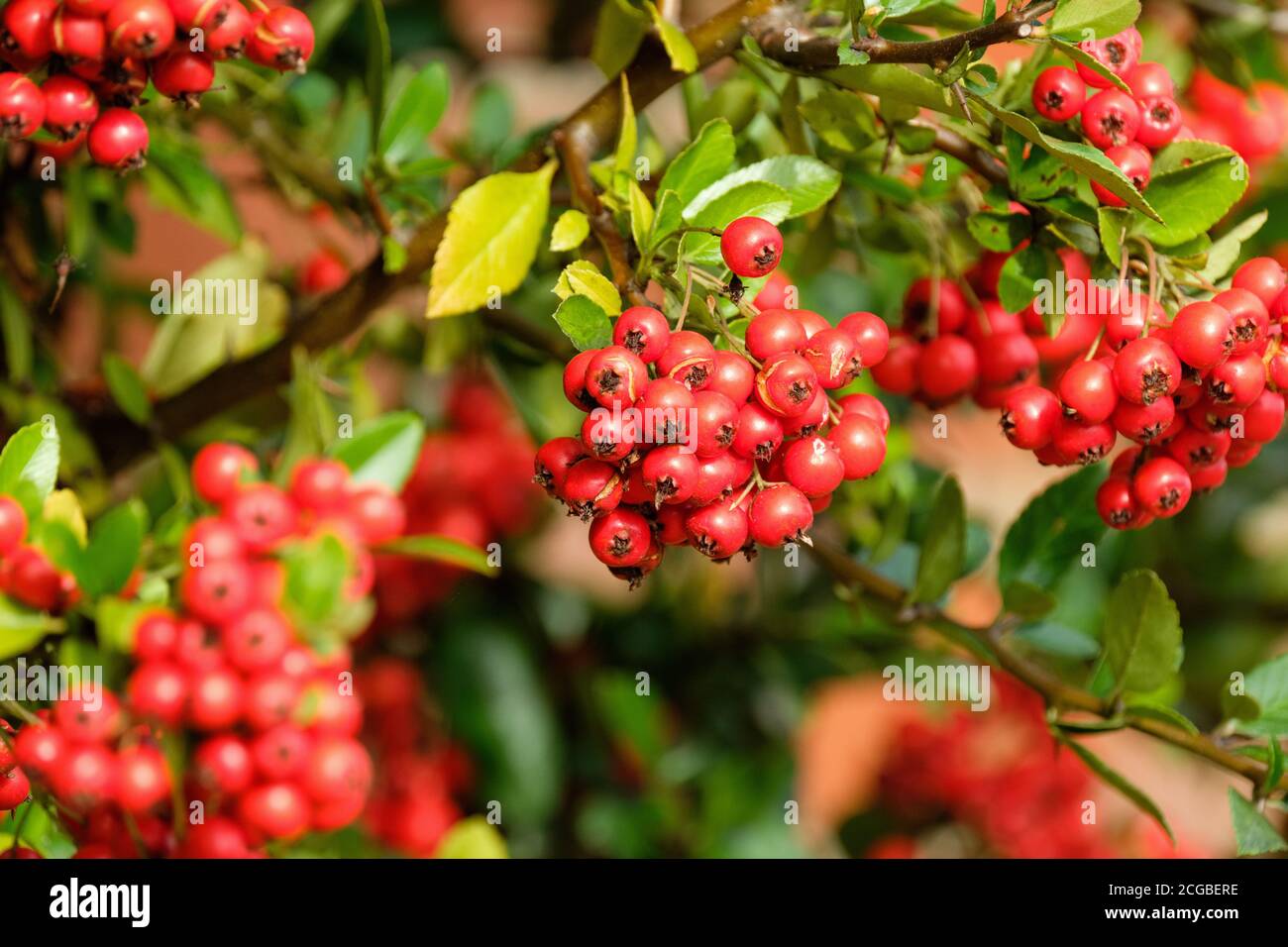 Bright red berries in autumn and winter of Pyracantha coccinea 'Red Column' Pyracantha 'Red Column', Red Firethorn Stock Photo