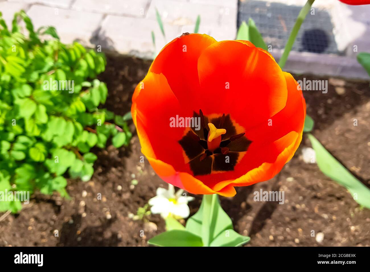 Red tulips are blooming in the garden. Stock Photo