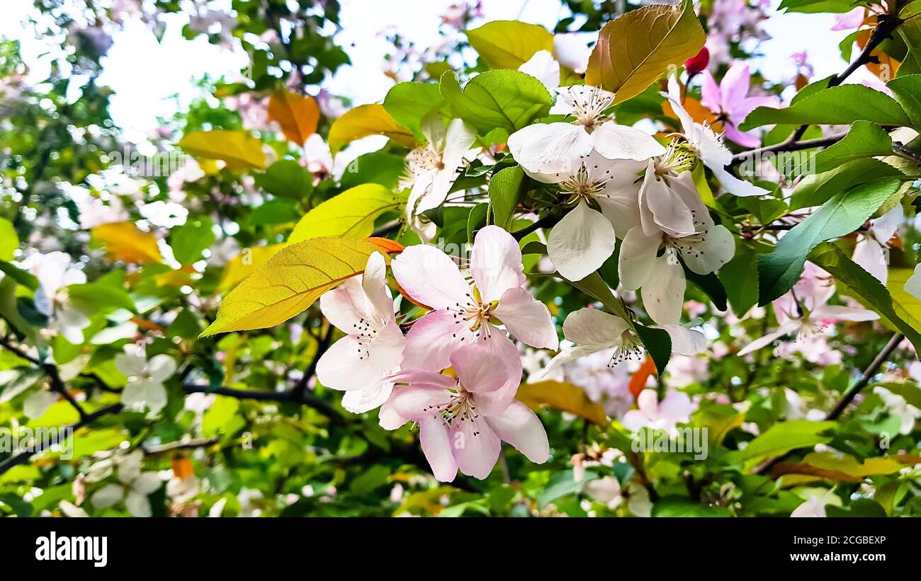 Spring. White and pink flowers on an Apple tree. Stock Photo