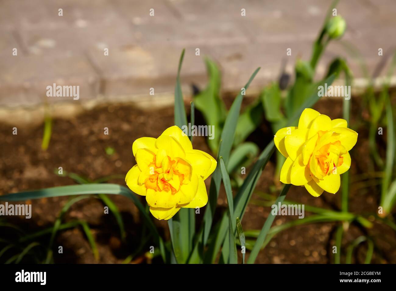 Yellow daffodils bloom in the garden. Stock Photo