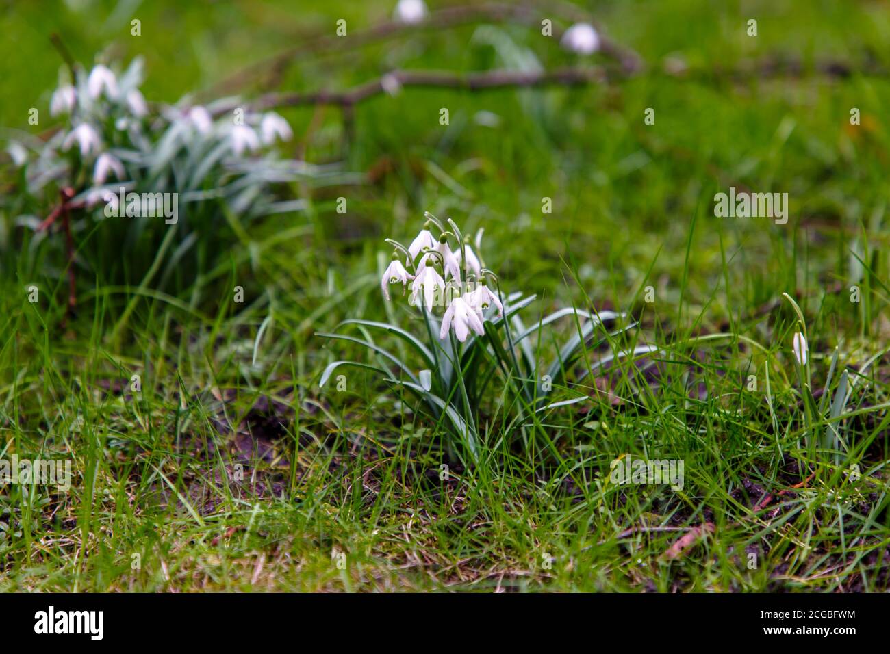 Snowdrop flowers on a green lawn. Stock Photo