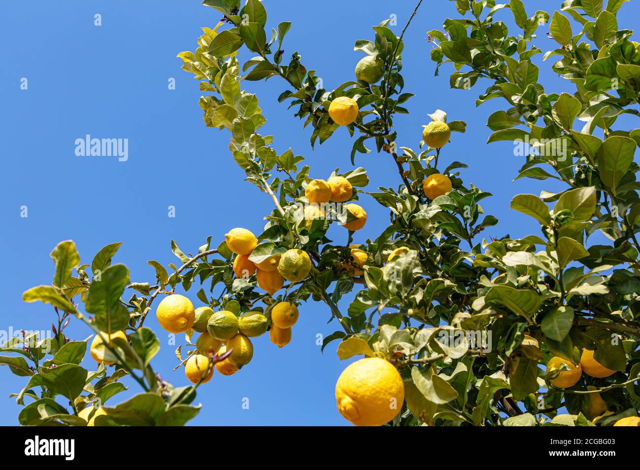 Yellow lemons grow on a tree Stock Photo