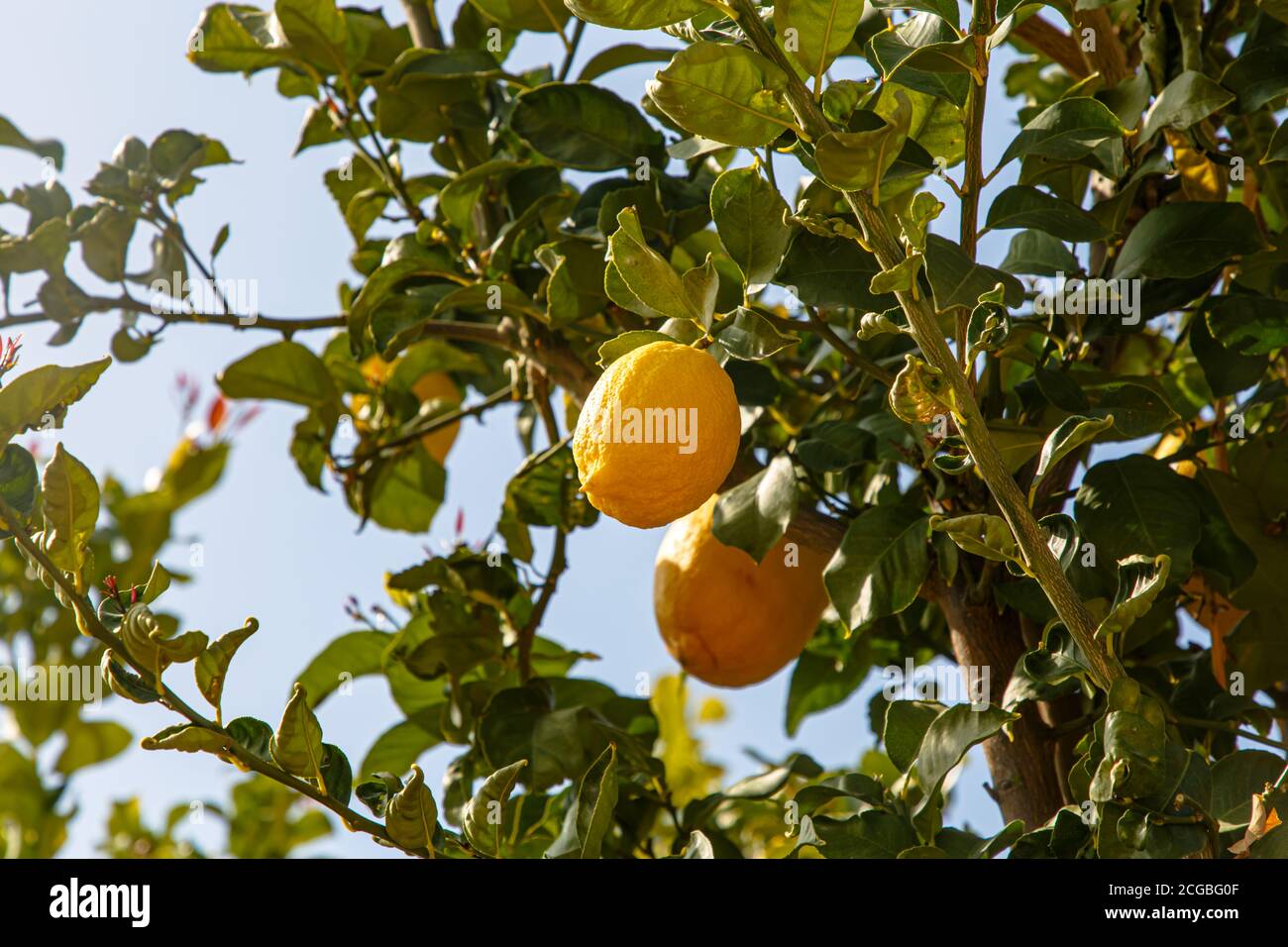 Yellow lemons grow on a tree Stock Photo