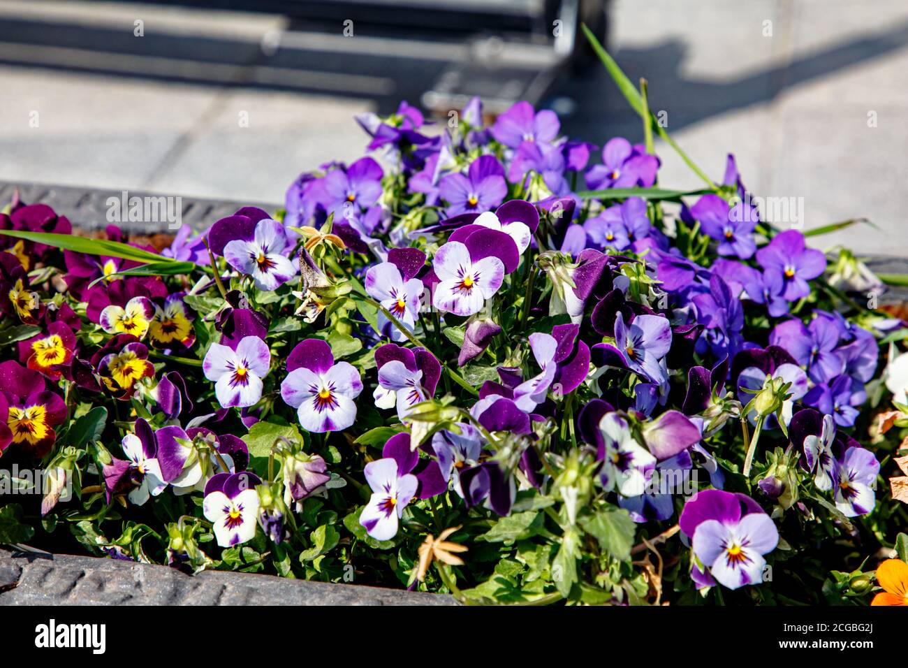Flowerbed with lilac flowers pansies spring Stock Photo