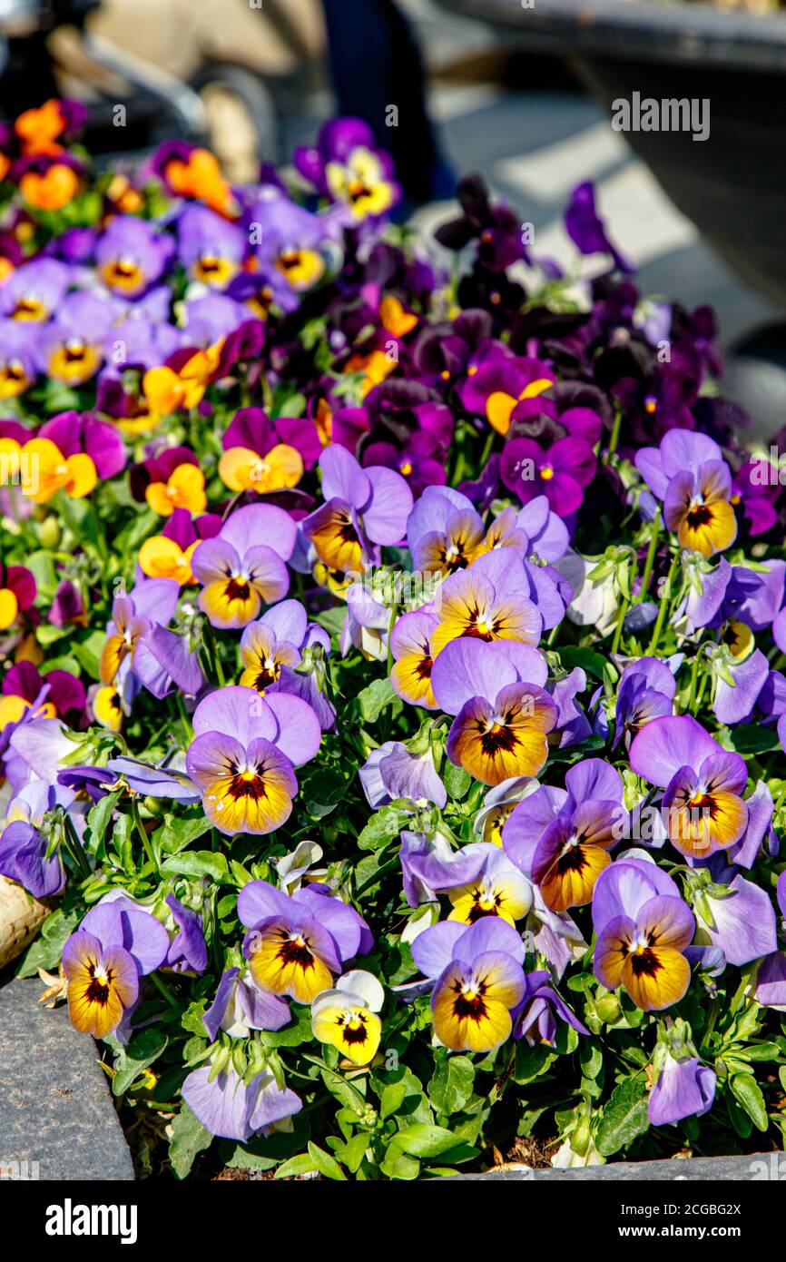 Flowerbed with lilac flowers pansies spring Stock Photo