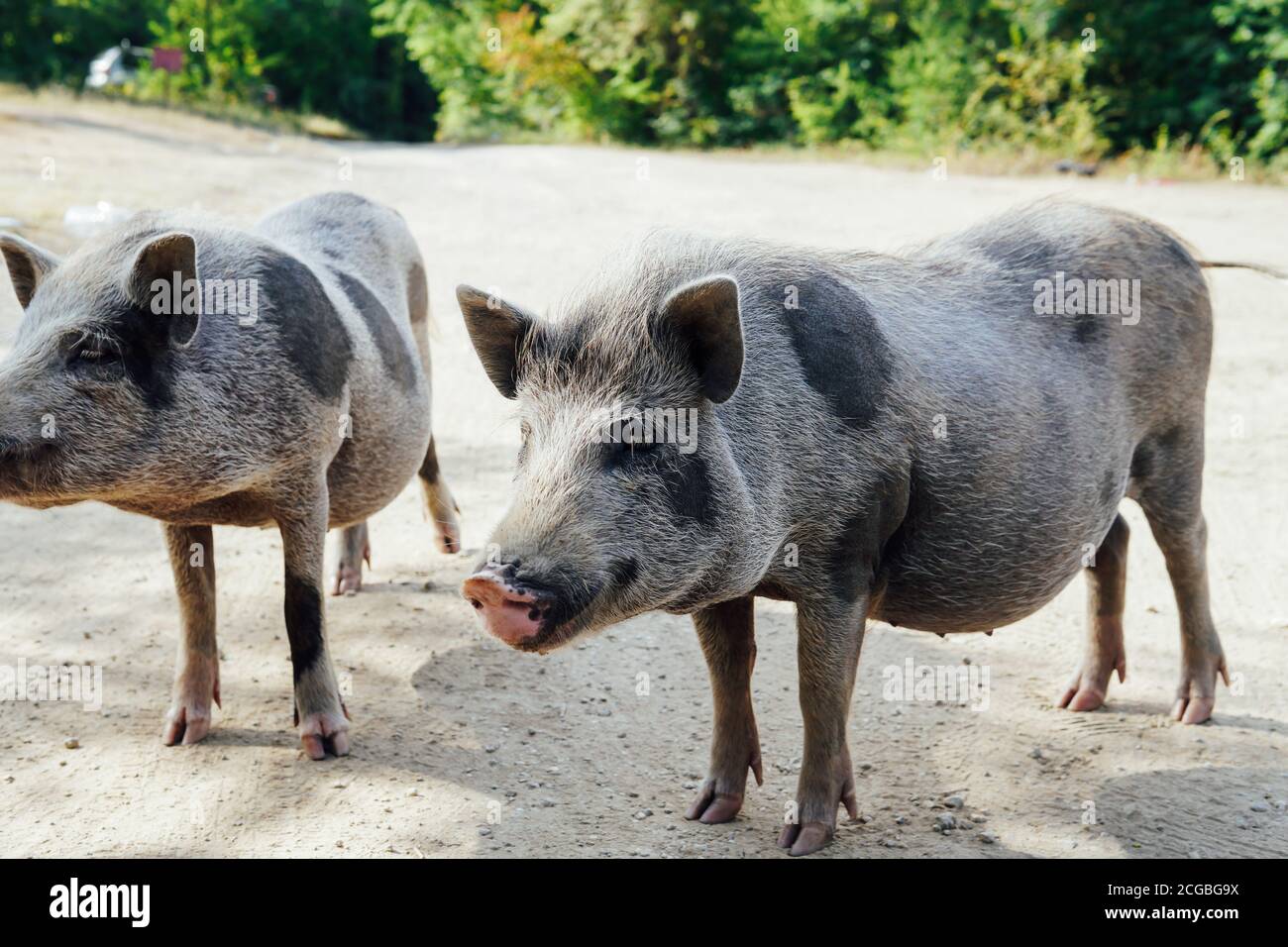 Two wild boar pig pigs in the woods Stock Photo Alamy