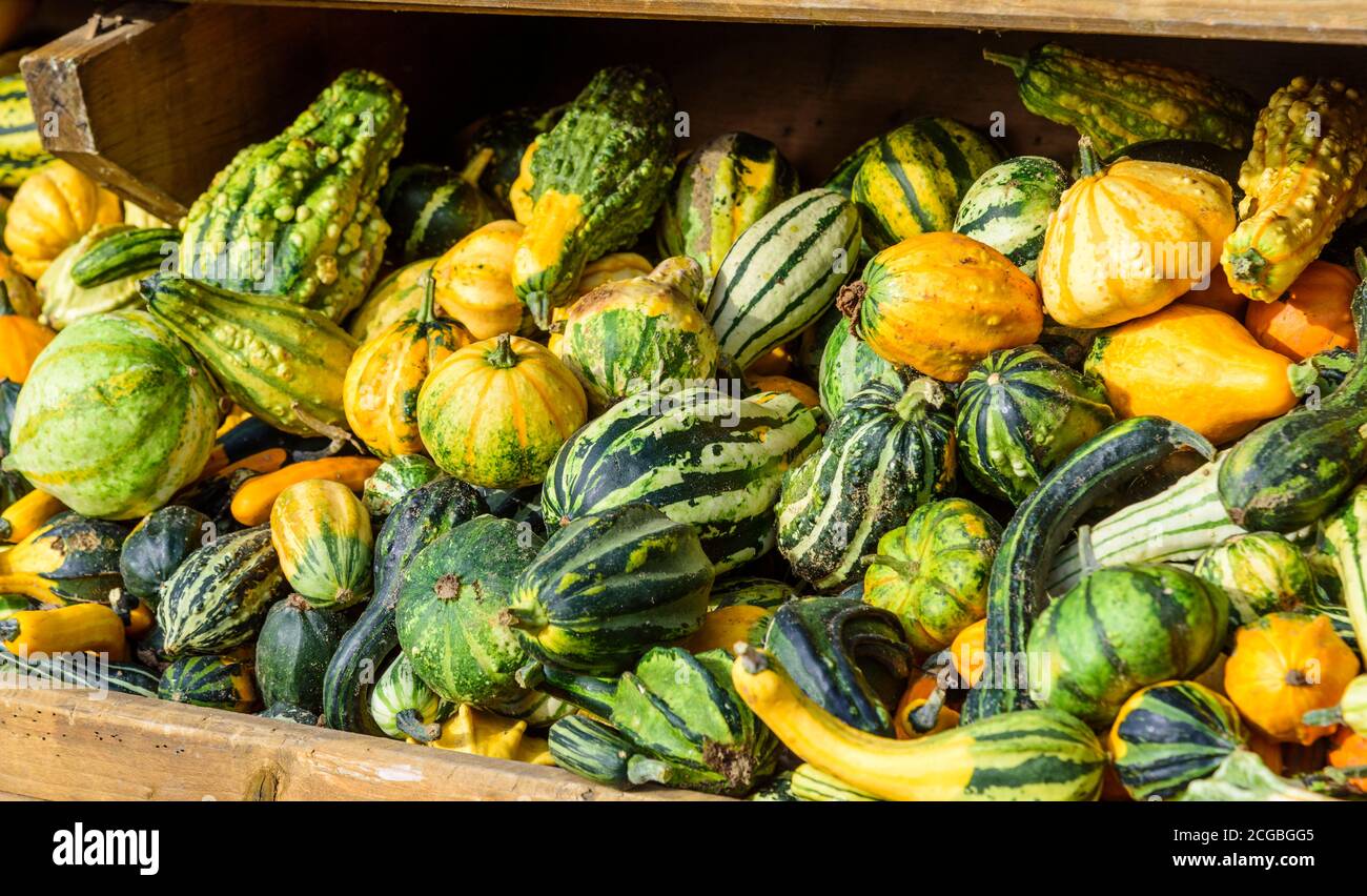 Many pumpkins presented for sale at outdoor market place Stock Photo ...