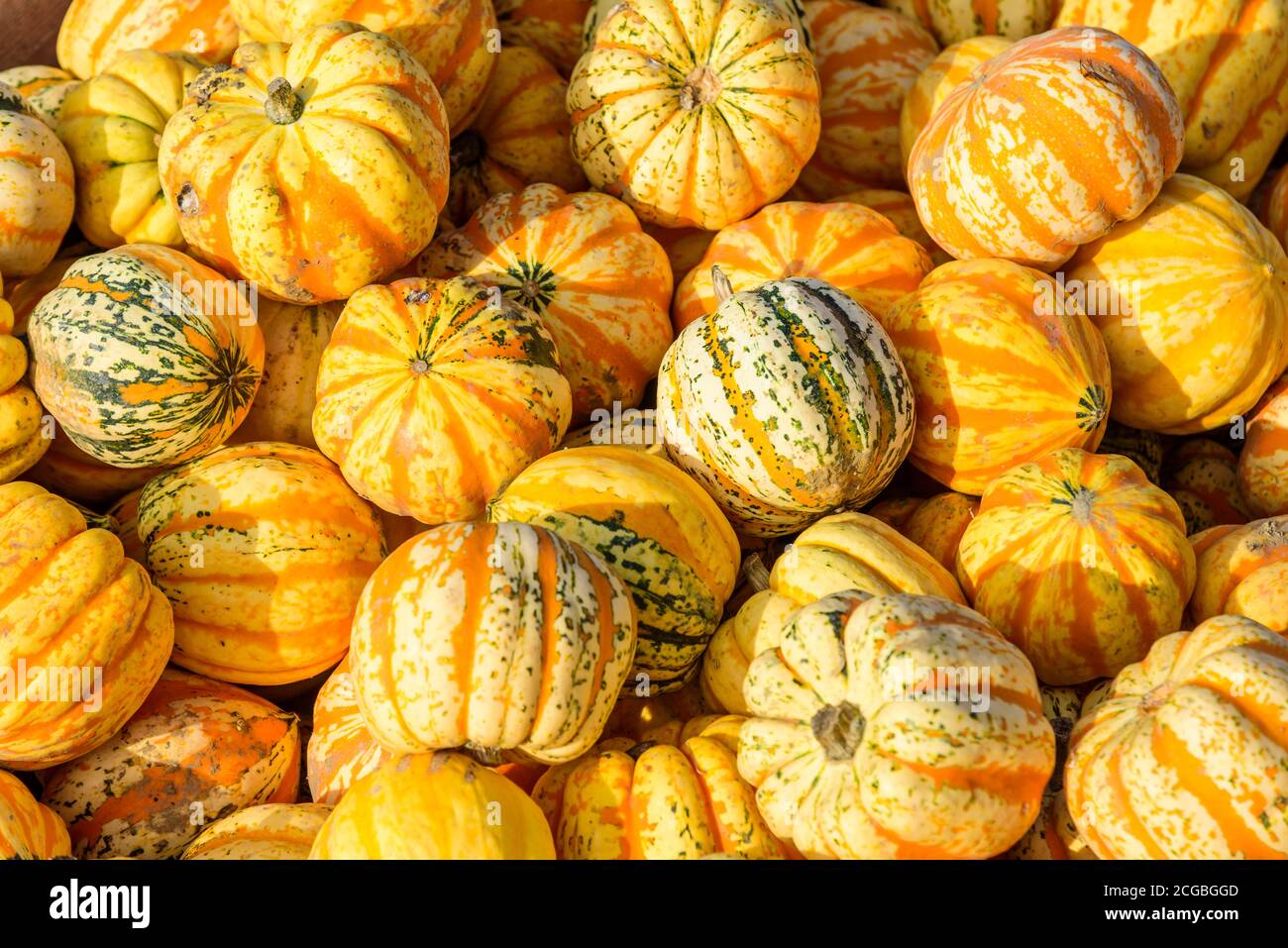 Pumpkins sale outdoor market hi-res stock photography and images - Alamy